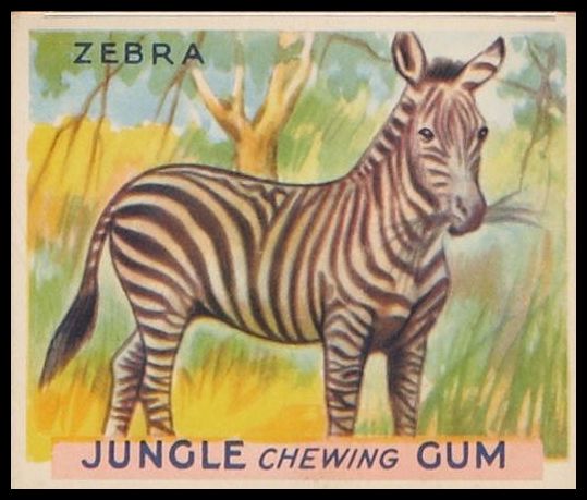 39 Zebra
